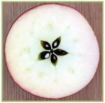 Appleseeds