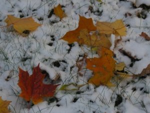 firstsnowfall10-10-09.jpg