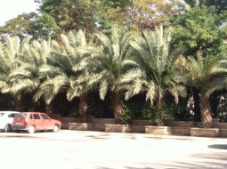 Jericho palms 2015-01-14 12.46.17